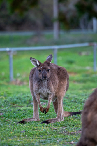 Close up of a kangaroo grazing the grassy field - Australian Stock Image