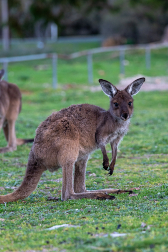 Close up of a kangaroo grazing the grassy field looking at the camera - Australian Stock Image