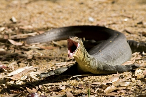 Close up of a large Water Monitor with a wide open mouth - Australian Stock Image