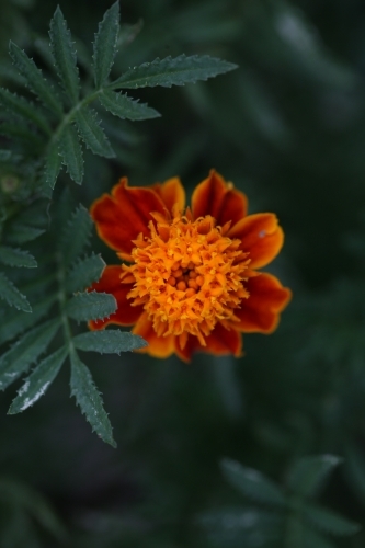 Close up of a marigold flower