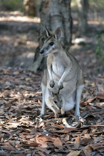 Close up of a mother kangaroo with a joey in pouch - Australian Stock Image