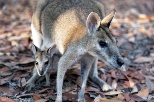 Close up of a mother kangaroo with a joey in pouch - Australian Stock Image