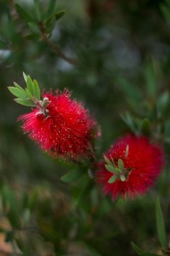 Close up of a native bottlebrush flower - Australian Stock Image