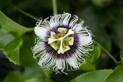 Close up of a passionfruit flower