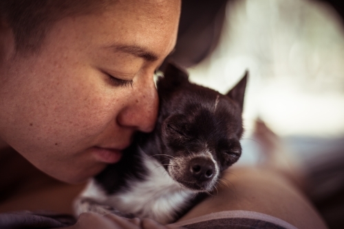 Close up of a person cuddling a chihuahua - Australian Stock Image