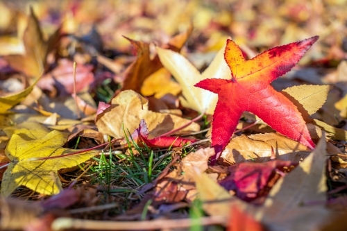 Close up of a red autumn leaf while there’s still frost on the ground - Australian Stock Image