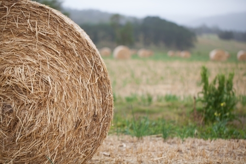 Close up of a round bale of hay in a paddock - Australian Stock Image