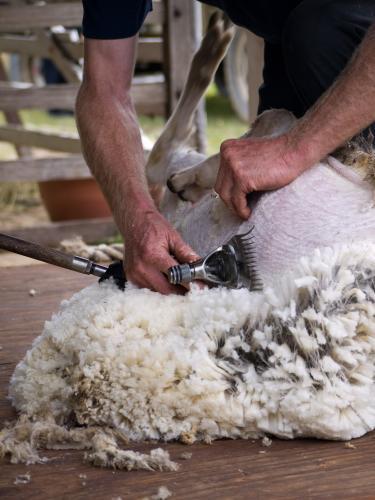 Close up of a sheep being shorn