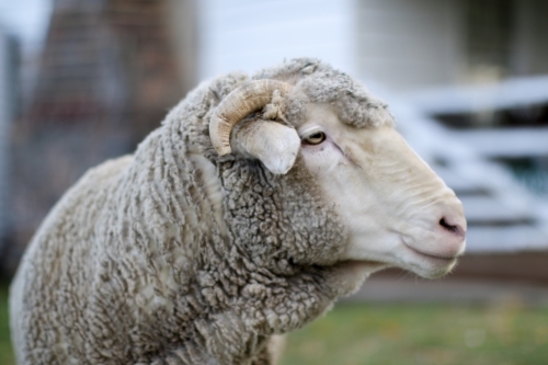 Close up of a sheep in front of an old farm house - Australian Stock Image