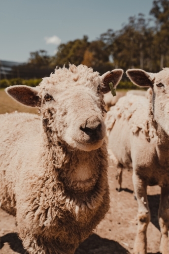 Close up of a sheep outside standing in a field.