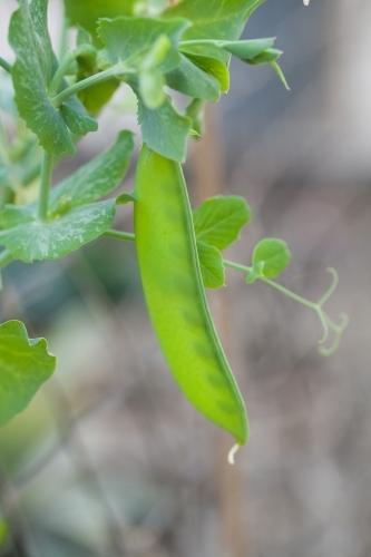 Close up of a snow pea in a garden