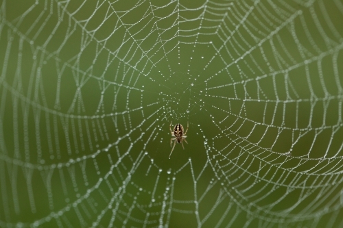 Close up of a Spider in a Web - Australian Stock Image