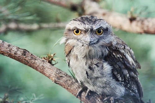 Close up of a Tawny Frogmouth on a branch - Australian Stock Image