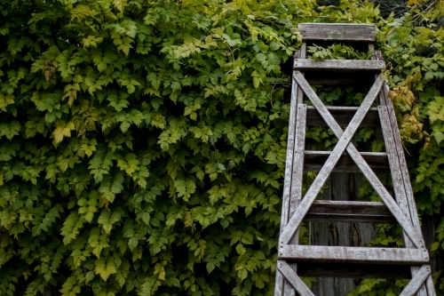 Close up of a vintage wooden ladder leaning against a hedge - Australian Stock Image