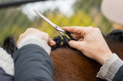 Close up of a woman's hands grooming a horses mane