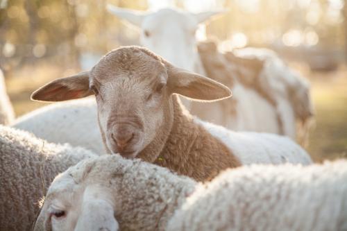 Close up of a young dorper lamb looking at camera - Australian Stock Image