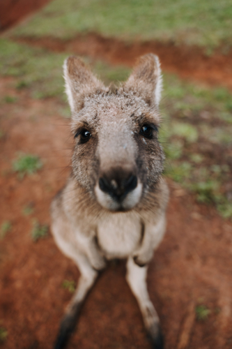 Close-up of a young Wallaby looking at the camera. - Australian Stock Image