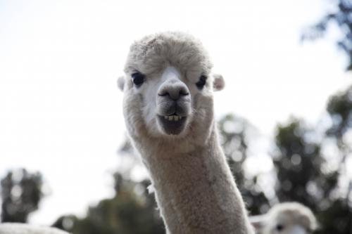 Close up of an adult alpaca showing its teeth in a smile - Australian Stock Image