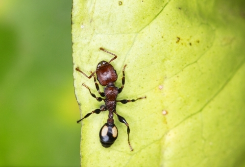 Close up of an ant on a leaf - Australian Stock Image