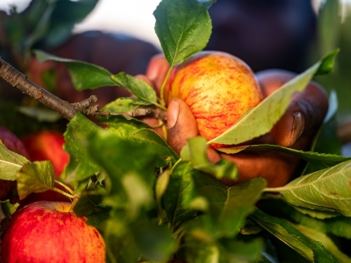 Close-up of an apple picked from the tree - Australian Stock Image