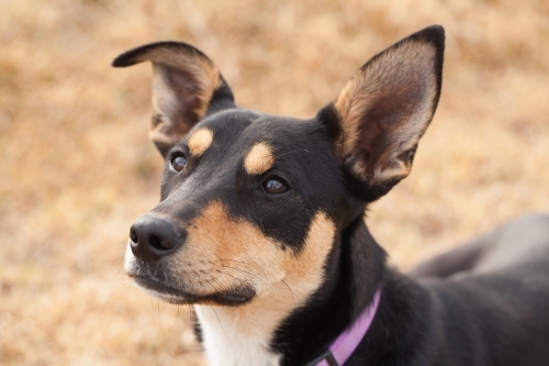 Close up of an Australian Kelpie - Australian Stock Image