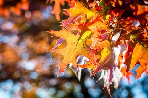 Close up of an autumn leaf showing the fine details in the morning sun - Australian Stock Image