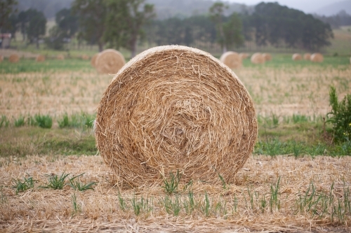 Close up of bales of hay in a paddock - Australian Stock Image