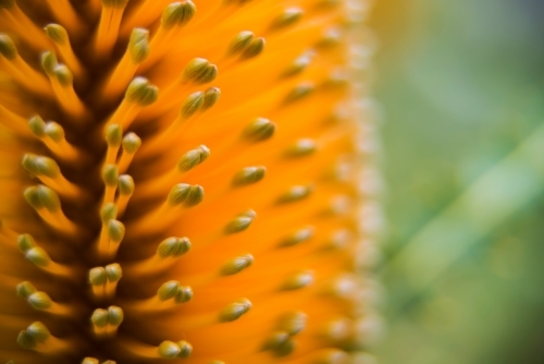 Close Up of  Banksia Flower Stamens - Australian Stock Image