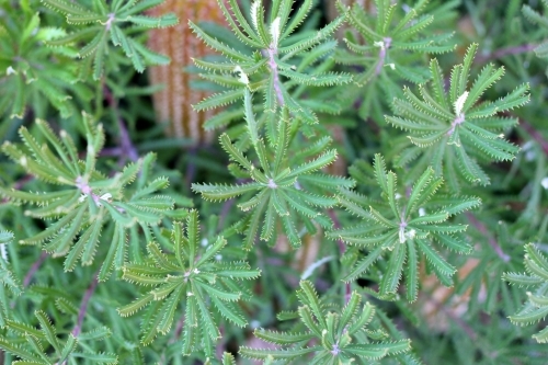 Close up of Banksia leaves - Australian Stock Image