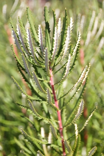 Close up of banksia leaves - Australian Stock Image