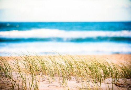 Close up of beach grass with the ocean in the background. - Australian Stock Image