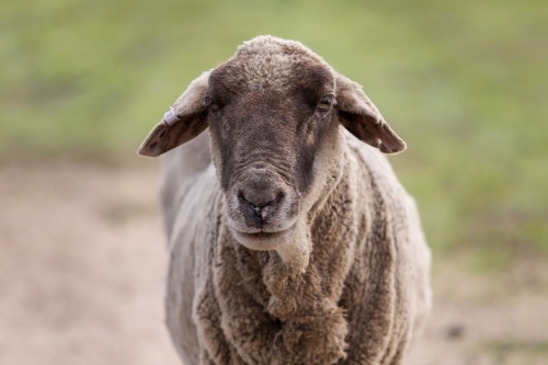 Close up of black suffolk ewe - Australian Stock Image