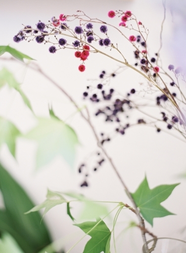 Close up of branch with delicate buds and leaves - Australian Stock Image