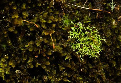 Close up of bright green lichens and dark moss - Australian Stock Image