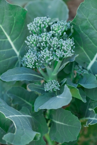 Close up of broccolini in a garden - Australian Stock Image