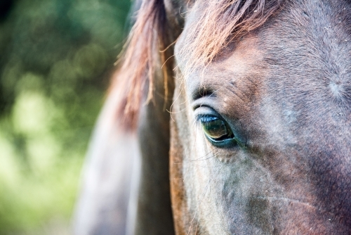 Close up of brown horse, focusing on eye. - Australian Stock Image