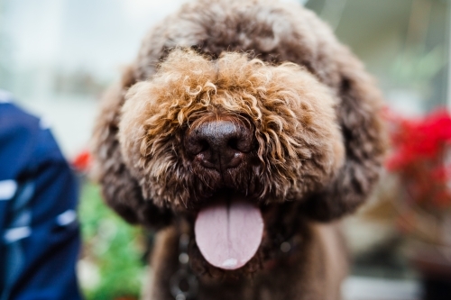 Close up  of brown Italian water dogs nose and tongue with blurred background. - Australian Stock Image