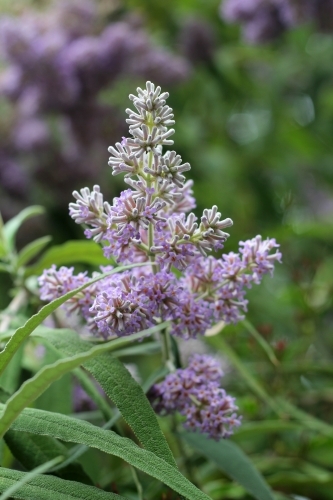 Close up of buddleja flower head - Australian Stock Image