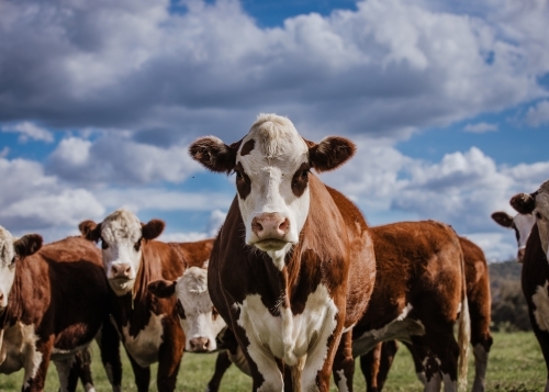 Close-up of cattle in a herd in green paddock - Australian Stock Image