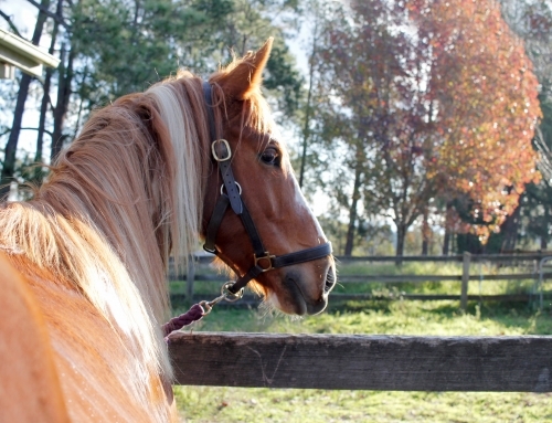 Close-up of chestnut horse with leather halter on rural property - Australian Stock Image