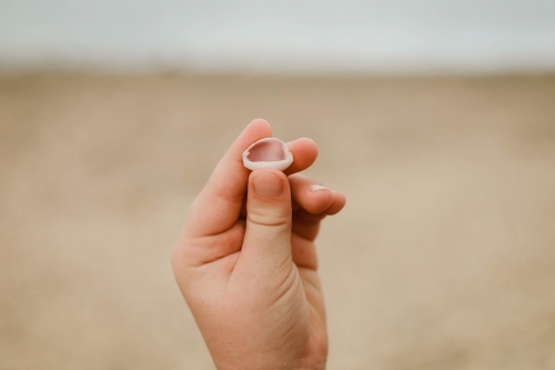 Close up of child's hand holding small shell on the beach - Australian Stock Image