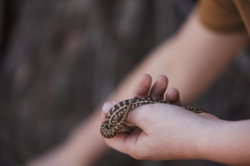 Close up of child's hands holding pet Children's Python snake - Australian Stock Image