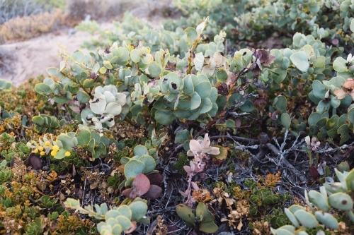 Close-up of coastal shrubs - Australian Stock Image