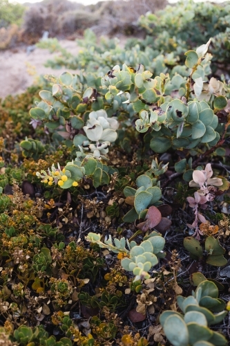 Close-up of coastal shrubs - Australian Stock Image