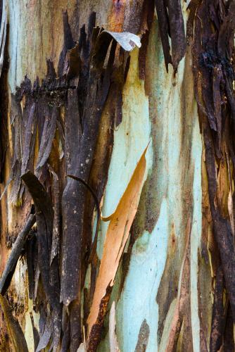 Close up of colourful burnt and peeling gum tree trunk - Australian Stock Image