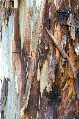 Close up of colourful burnt and peeling gum tree trunk - Australian Stock Image