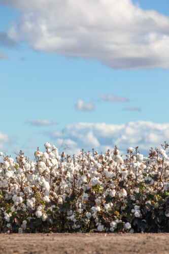 Close-Up of Cotton Plants  with Blue Sky - Australian Stock Image