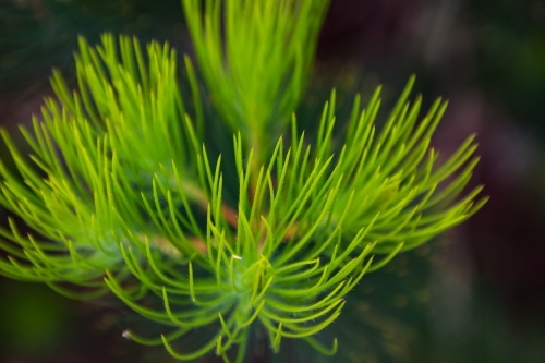 Close up of delicate green spiky leaf plant