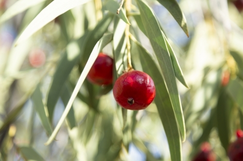 Close-up of desert quandong - Australian Stock Image