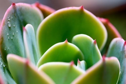 Close-up of details of green succulent plants under backlight - Australian Stock Image